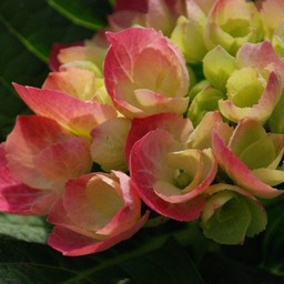紫陽花