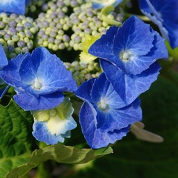 紫陽花