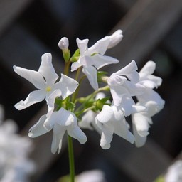 日本桜草