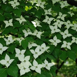 ヤマボウシ