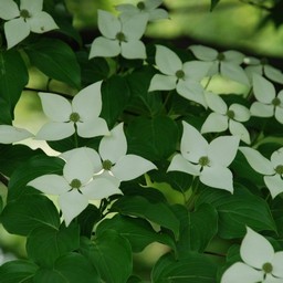 ヤマボウシ