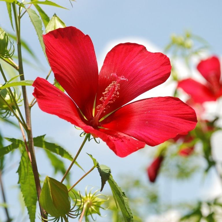 sncESԉE~WAIC - ԁi7Bej - ʐ^f - ݃{