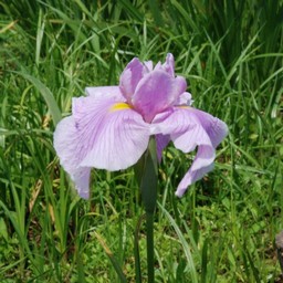 花しょうぶ