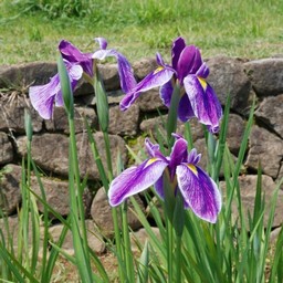 花しょうぶ