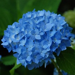アジサイ
