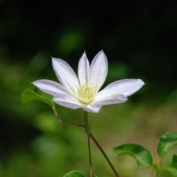 白い花