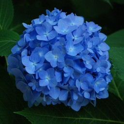 アジサイ