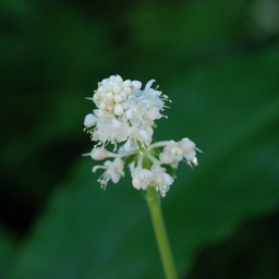 白い花