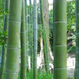 竹林