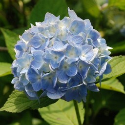 アジサイ