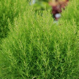 ホウキ草