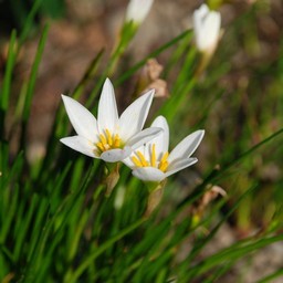 白い花