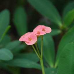 花キリン