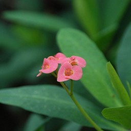 花キリン