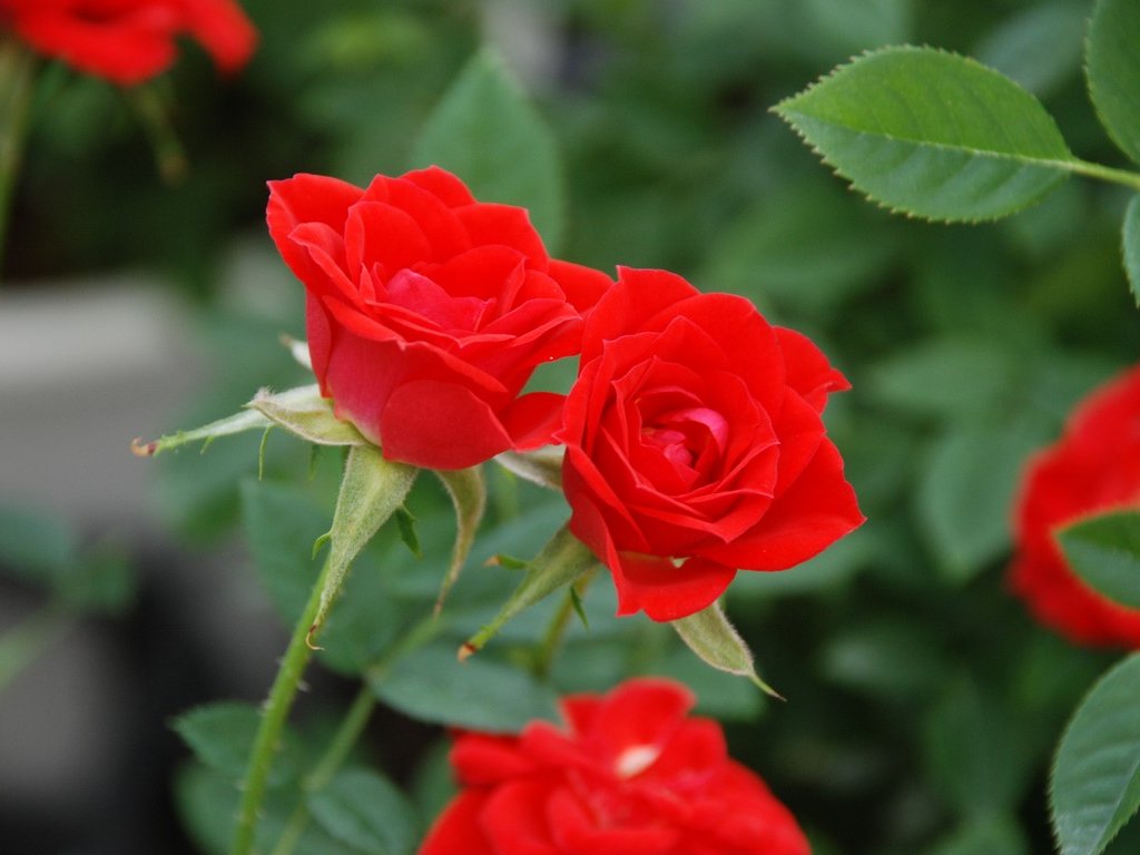 ʌssE~jo - ԁi10Bej - ʐ^f - ݃{
