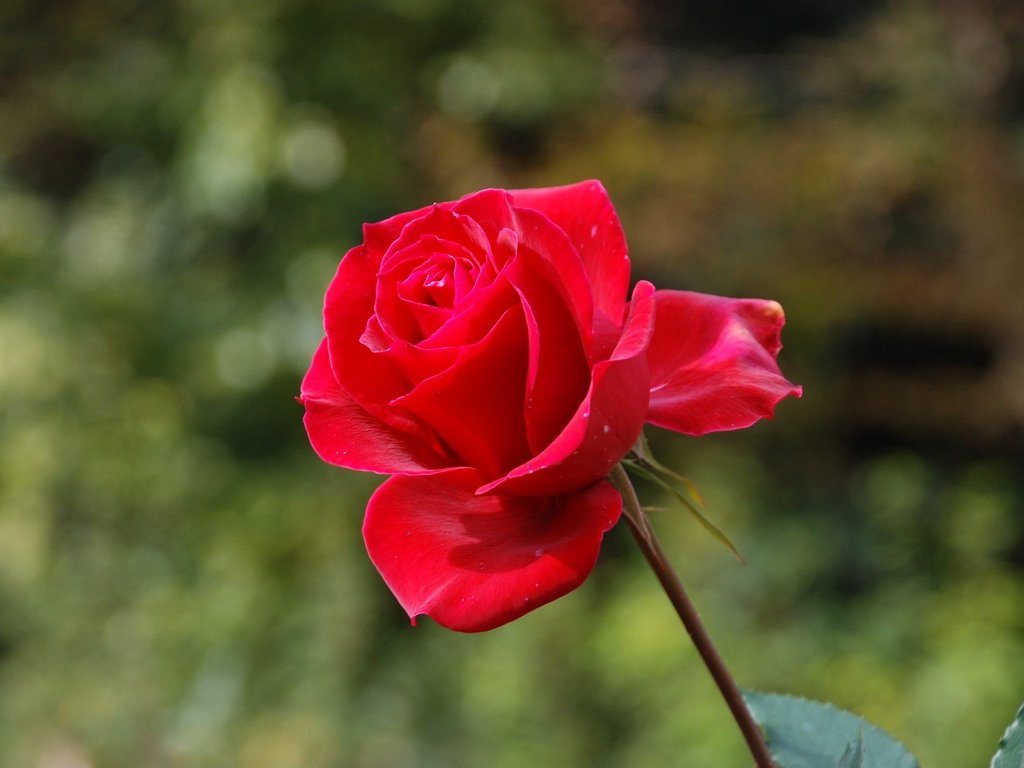 tssEssAEo - ԁi11Bej - ʐ^f - ݃{