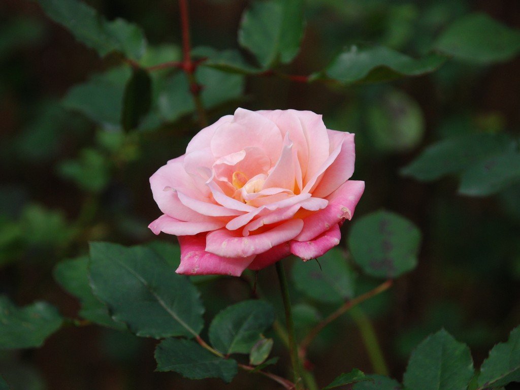 tssEssAEo - ԁi11Bej - ʐ^f - ݃{