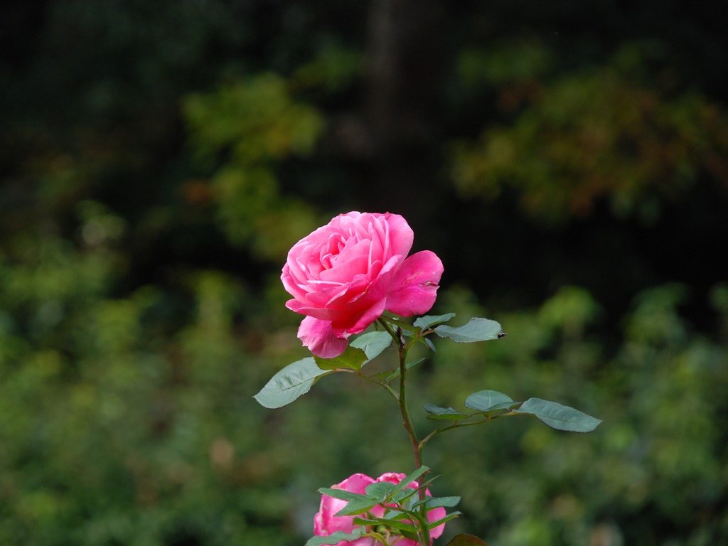 tssEssAEo - ԁi11Bej - ʐ^f - ݃{