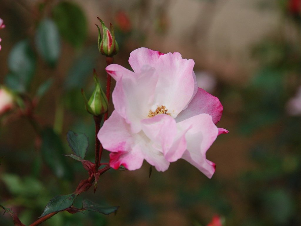 tssEssAEo - ԁi11Bej - ʐ^f - ݃{