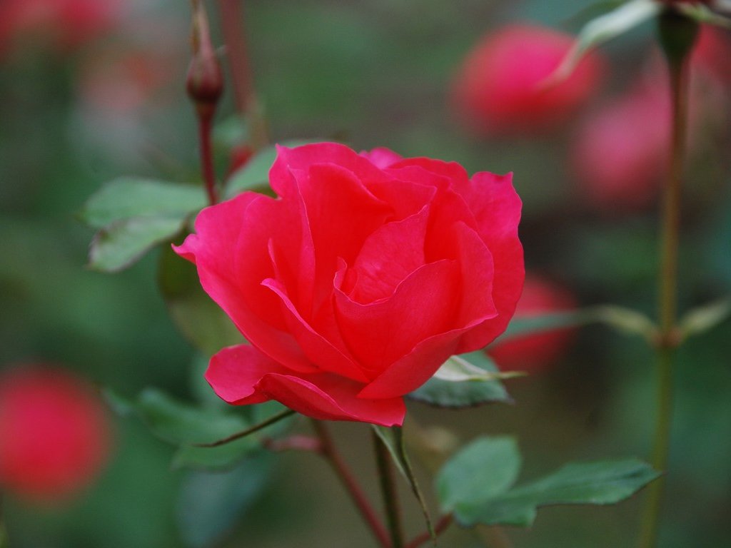 tssEssAEo - ԁi11Bej - ʐ^f - ݃{