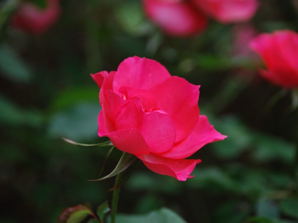 tssEssAEo - ԁi11Bej - ʐ^f - ݃{