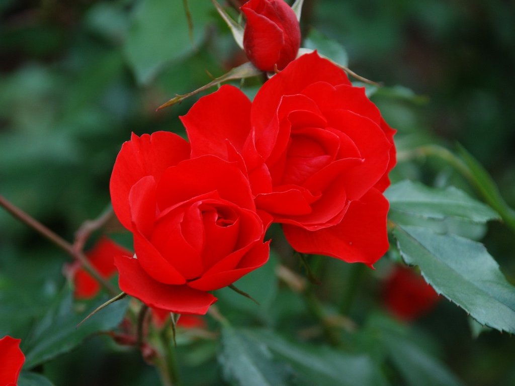 tssEssAEo - ԁi11Bej - ʐ^f - ݃{