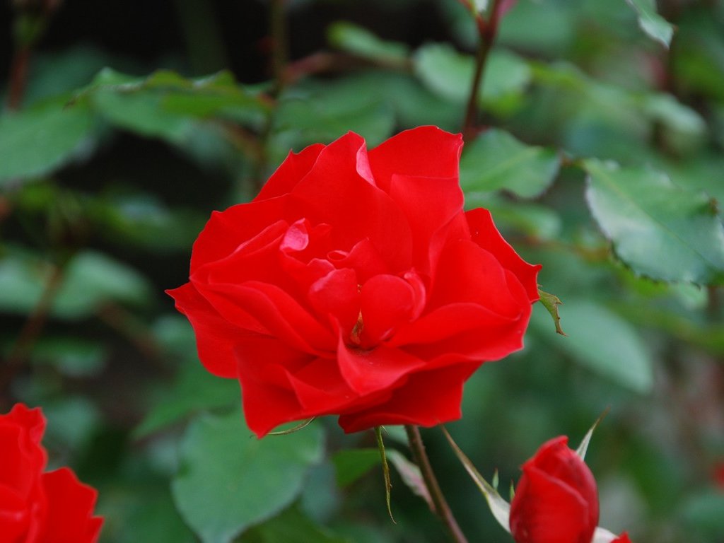 tssEssAEo - ԁi11Bej - ʐ^f - ݃{