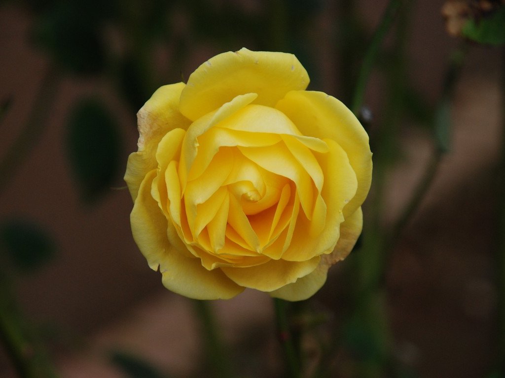 tssEssAEo - ԁi11Bej - ʐ^f - ݃{