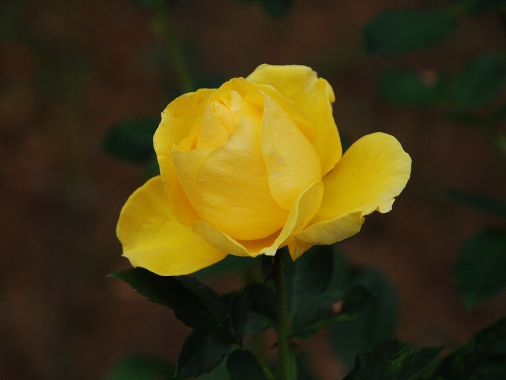 tssEssAEo - ԁi11Bej - ʐ^f - ݃{