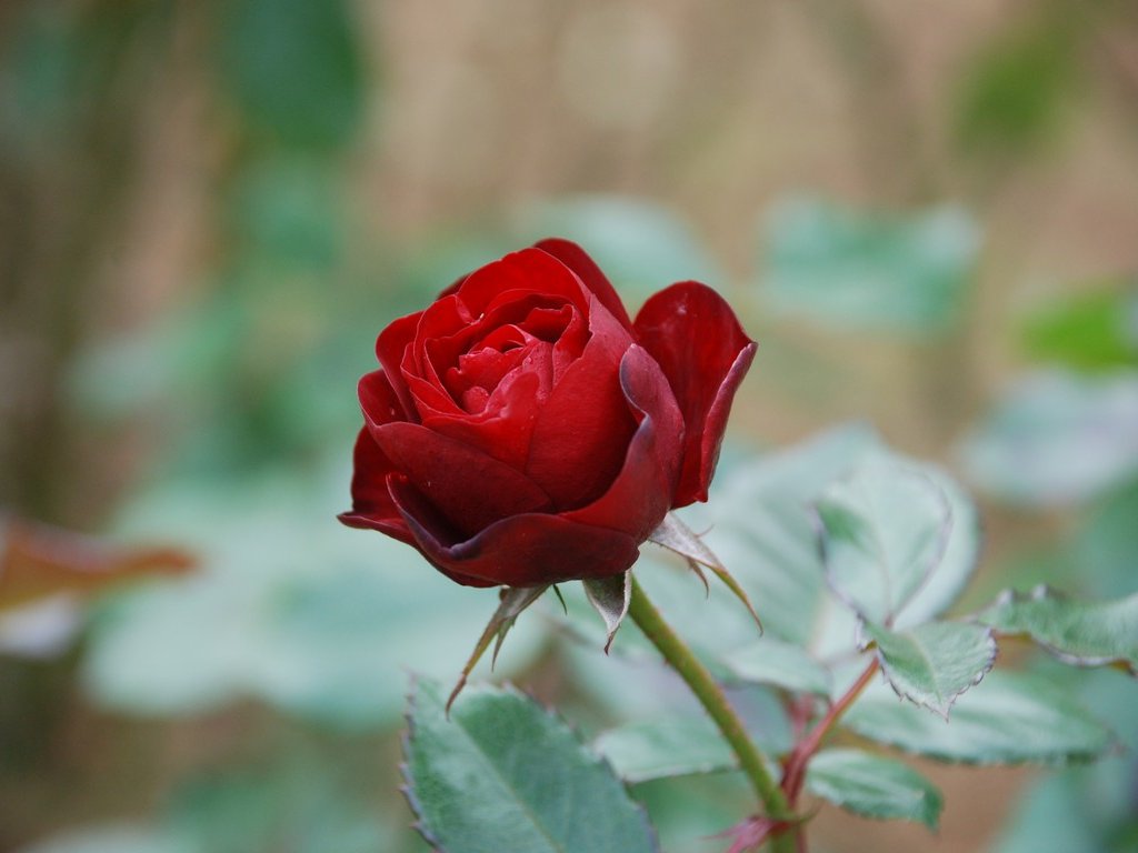 tssEssAEo - ԁi11Bej - ʐ^f - ݃{