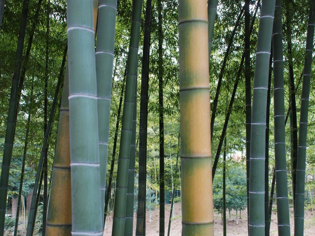 tssEssAE| - ԁi11Bej - ʐ^f - ݃{