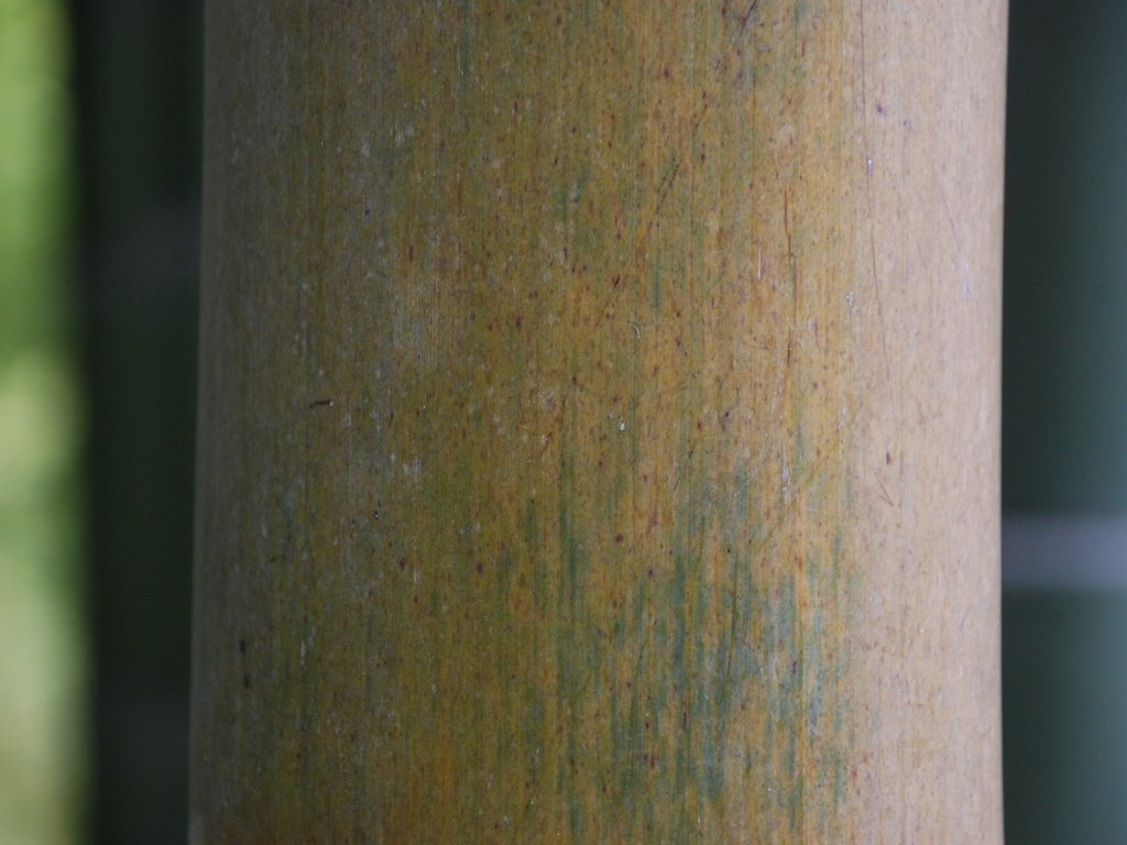 tssEssAE| - ԁi11Bej - ʐ^f - ݃{