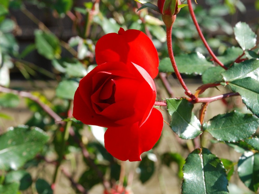 tssEs쓮AEo - ԁi12Bej - ʐ^f - ݃{