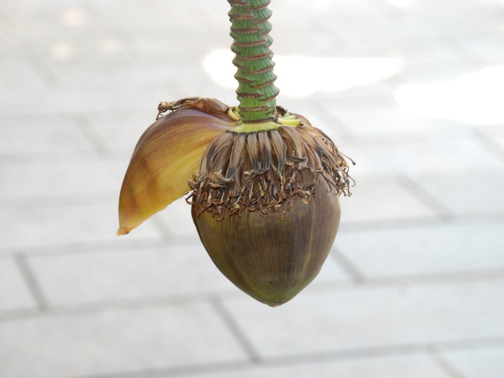 tssEs쓮AEoii - ԁi12Bej - ʐ^f - ݃{