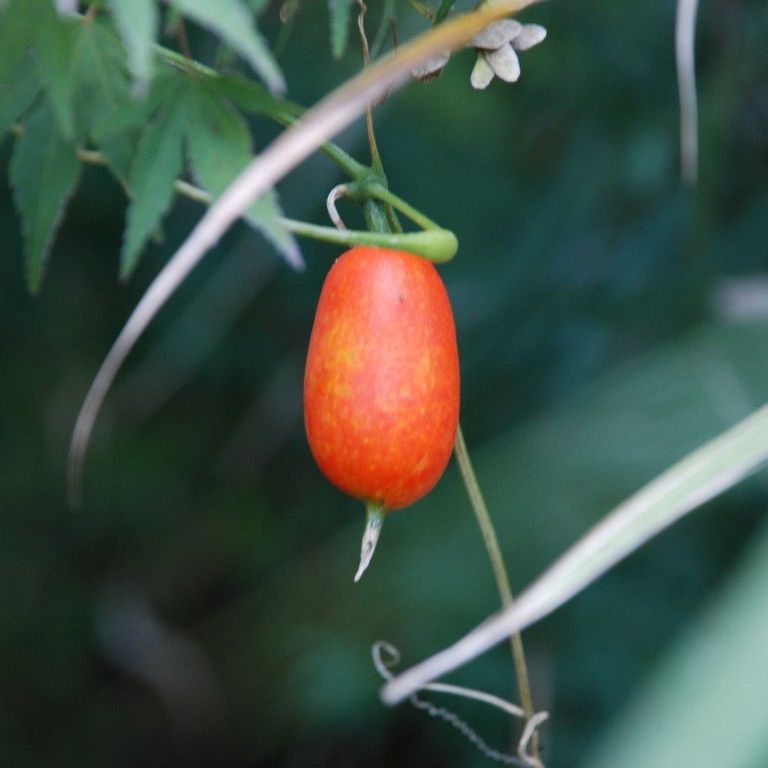 tssEAEJXE - ԁi10Bej - ʐ^f - ݃{