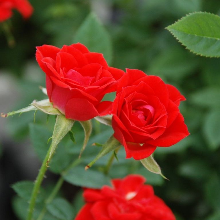 ʌssE~jo - ԁi10Bej - ʐ^f - ݃{