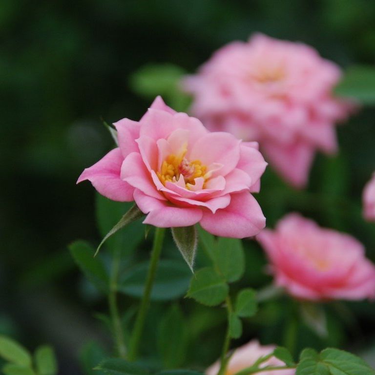 ʌssE~jo - ԁi10Bej - ʐ^f - ݃{