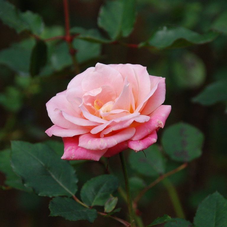 tssEssAEo - ԁi11Bej - ʐ^f - ݃{