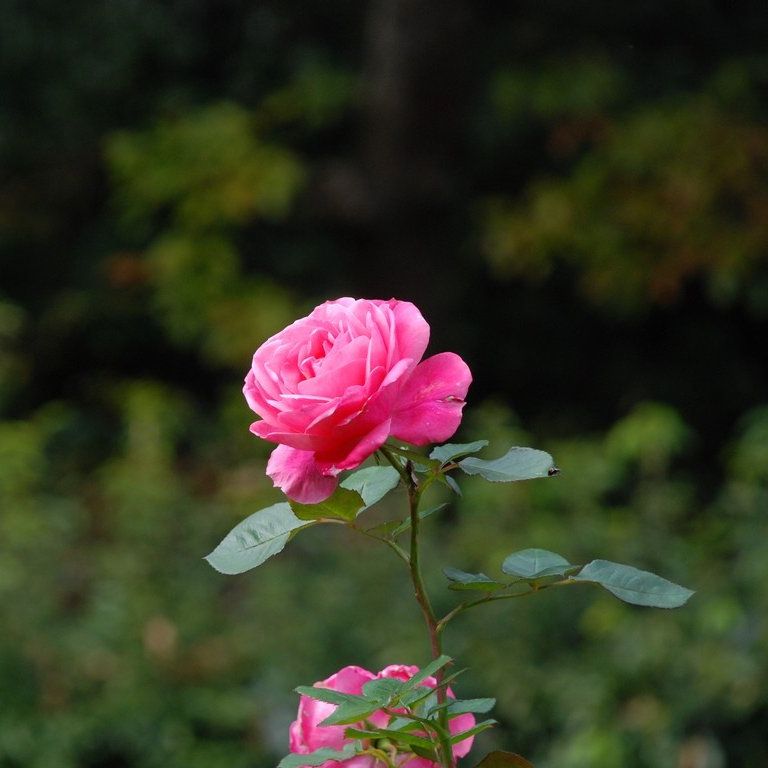 tssEssAEo - ԁi11Bej - ʐ^f - ݃{