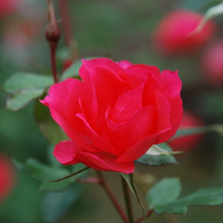 tssEssAEo - ԁi11Bej - ʐ^f - ݃{
