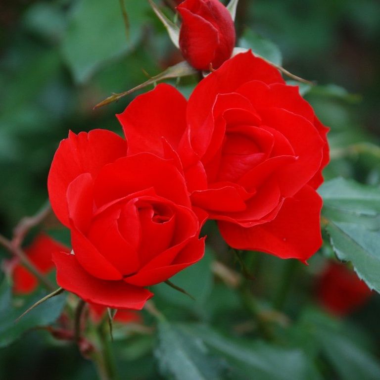 tssEssAEo - ԁi11Bej - ʐ^f - ݃{