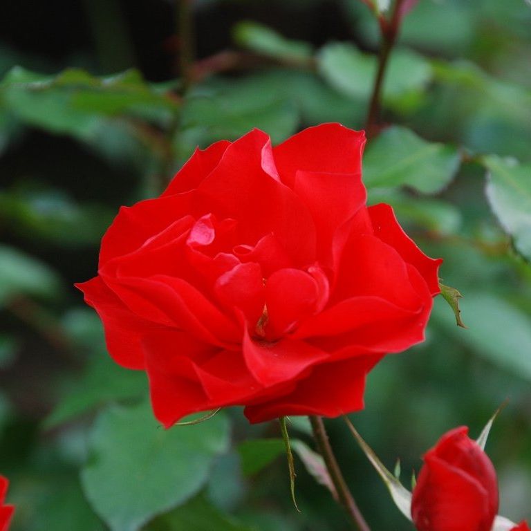 tssEssAEo - ԁi11Bej - ʐ^f - ݃{