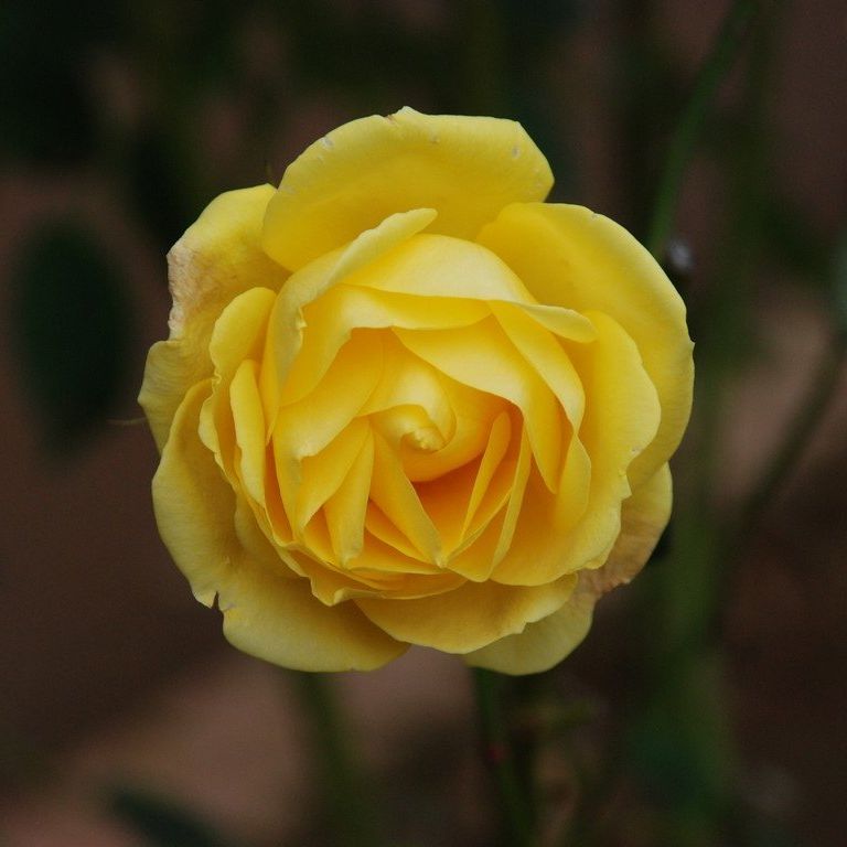 tssEssAEo - ԁi11Bej - ʐ^f - ݃{