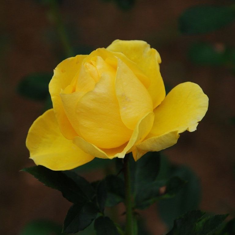 tssEssAEo - ԁi11Bej - ʐ^f - ݃{