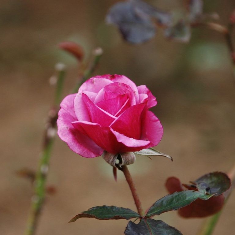tssEssAEo - ԁi11Bej - ʐ^f - ݃{