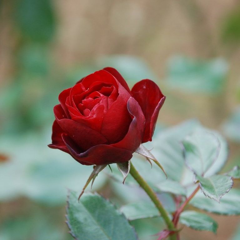 tssEssAEo - ԁi11Bej - ʐ^f - ݃{