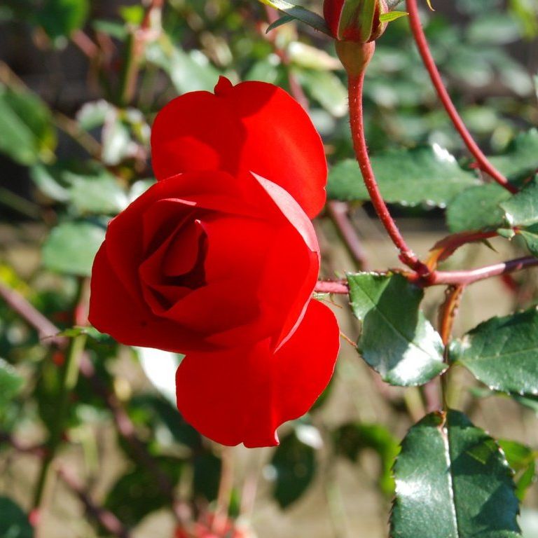tssEs쓮AEo - ԁi12Bej - ʐ^f - ݃{
