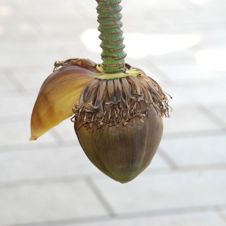 tssEs쓮AEoii - ԁi12Bej - ʐ^f - ݃{