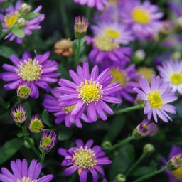 野紺菊