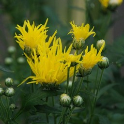 サガ菊